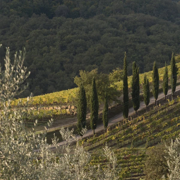 ラッダ キアンティ トスカーナ イタリアの谷のブドウ畑の景観 — ストック写真
