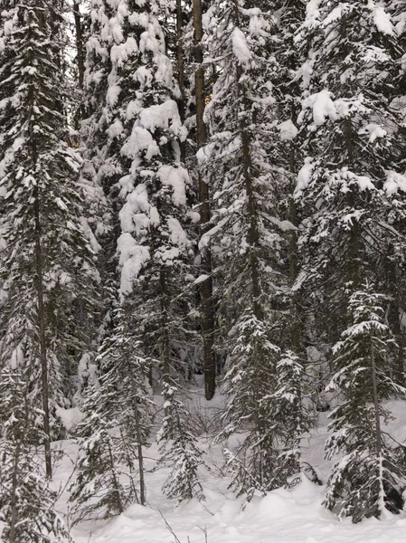 Snow covered evergreen trees in winter, Emerald Lake, Yoho National Park, British Columbia, Canada