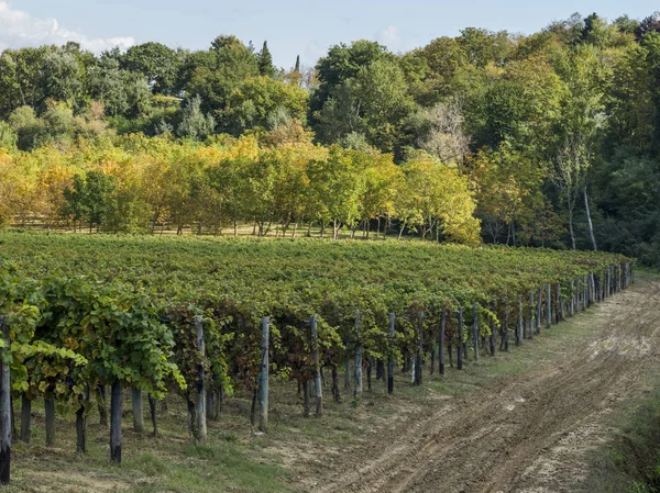 Scenic View Vineyards Valley Radda Chianti Tuscany Italy — Stock Photo, Image