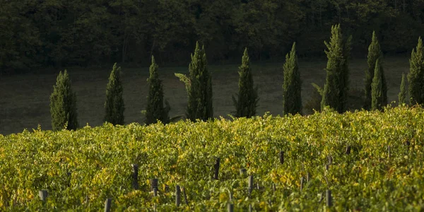 ぶどう畑の トスカーナ イタリアのビュー — ストック写真