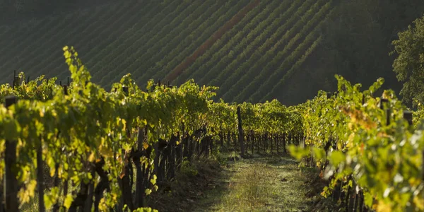 Schilderachtig Uitzicht Wijngaarden Toscane Italië — Stockfoto