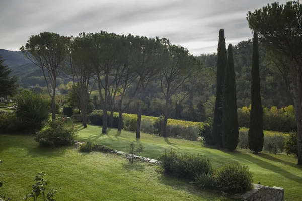 Мальовничий Вид Дерева Росте Уздовж Сільськогосподарських Угідь Тоскана Італія — стокове фото