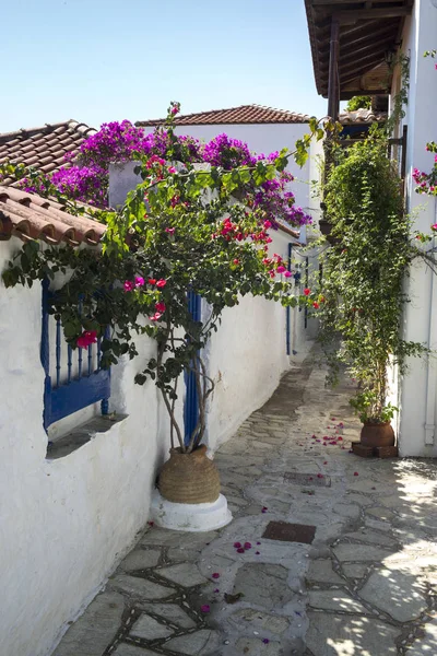 Flower Planters and Houses along alley in Thessalia Sterea Ellada, Skopelos, Greece