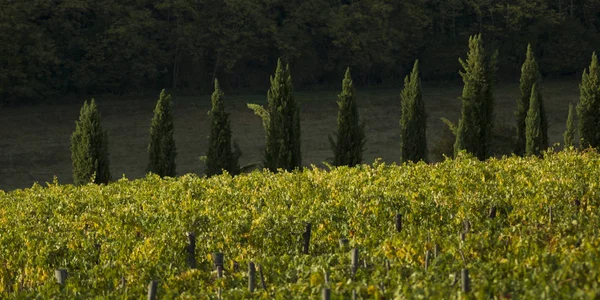 Vistas Panorámicas Los Viñedos Toscana Italia — Foto de Stock