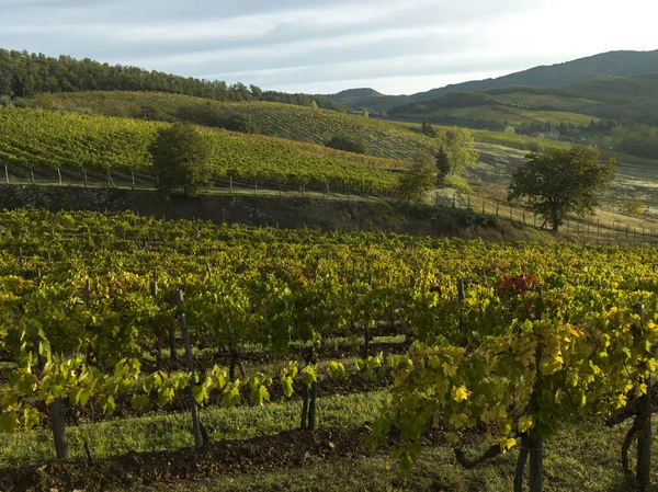 View Grape Vines Vineyard Chianti Tuscany Italy — Stock Photo, Image