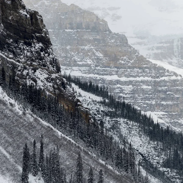 Сніг Накривав Дерев Гори Озеро Луїзи Banff Національний Парк Альберта — стокове фото