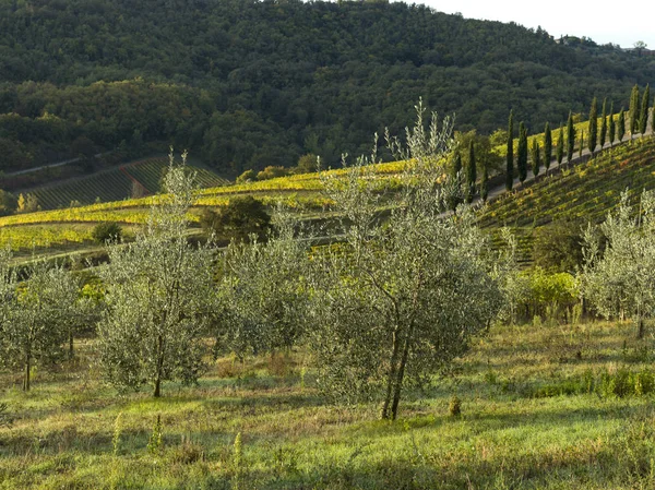 Vista Panorâmica Das Vinhas Toscana Itália — Fotografia de Stock