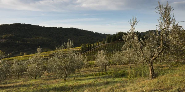 Vista Panorâmica Pomar Vinha Radda Chianti Toscana Itália — Fotografia de Stock