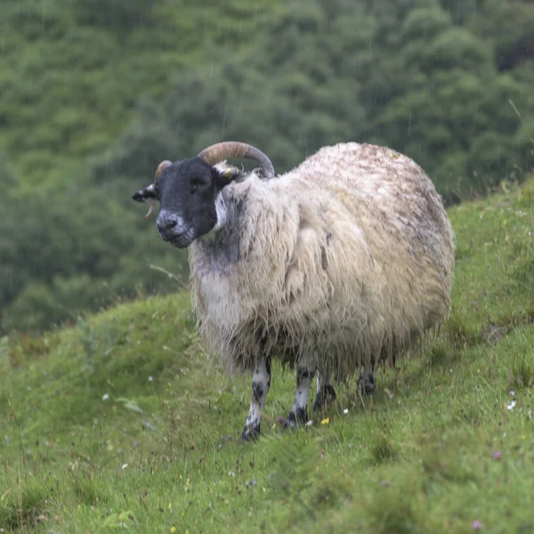 Stojící Muž Ovce Travnaté Plochy Lealt Falls Canyon Isle Skye — Stock fotografie