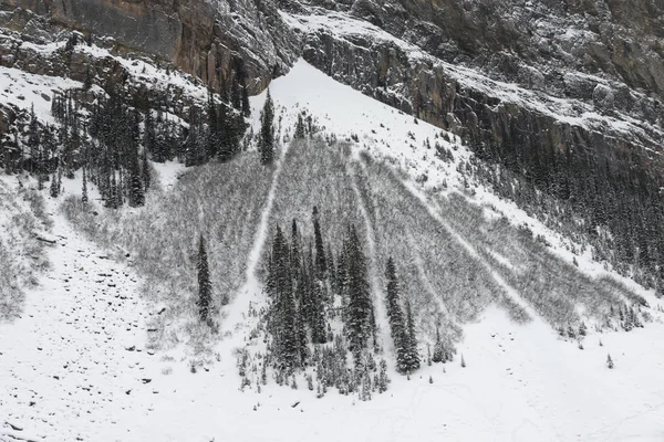 マウンテン レイク ルイーズ バンフ国立公園 アルバータ カナダの木が雪に覆われています — ストック写真