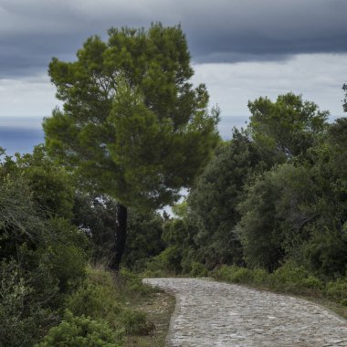 Orman, Skiathos, Kastro, Yunanistan geçen yol görünümünü
