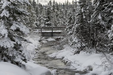 Snowy orman, Lake Louise, Banff National Park, Alberta, Kanada akan dere