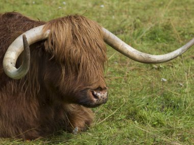 Highland cow relaxing on grassy field, Blair Atholl, Perthshire, Scotland clipart