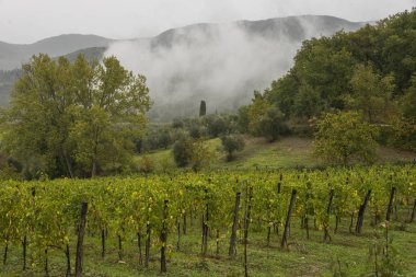 Doğal görünümünü üzüm bağları Valley, Radda in Chianti, Toskana, İtalya