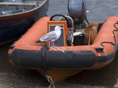 Hava ile şişirilen Motorlu tekne, Ullapool, İskoçya Highlands, İskoçya üzerinde tıraşlama martı