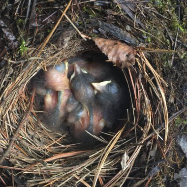 High angle view of Robin's chicks in nest, Kenora, Lake of The Woods, Ontario, Canada clipart