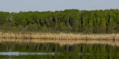 Yansıma ve ağaçlarının su, Kenora, Lake of The Woods, Ontario, Kanada