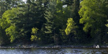 Bir ormandaki göl, Kenora, Lake of The Woods, Ontario, Kanada