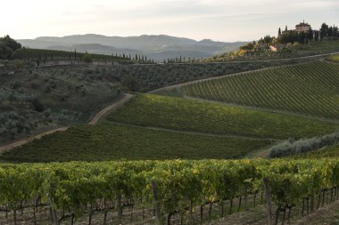 Doğal görünümünü üzüm bağları Valley, Radda in Chianti, Toskana, İtalya