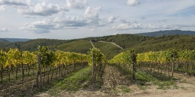 Üzüm asmaları bir bağ, Gaiole in Chianti, Toskana, İtalya