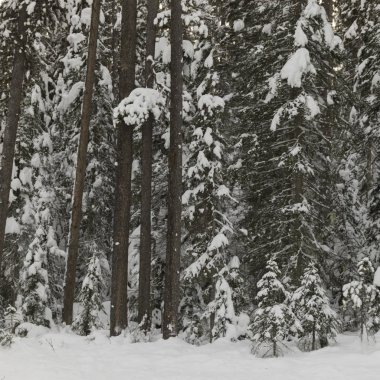 Kar kaplı ağaçlar kış, Emerald Gölü, Yoho Milli Parkı, British Columbia, Kanada