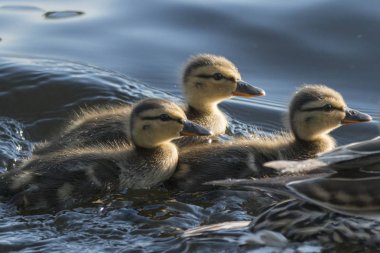 Ördek ducklings Gölü, Gölü of The Woods, Ontario, Kanada yüzme ile yakın çekim