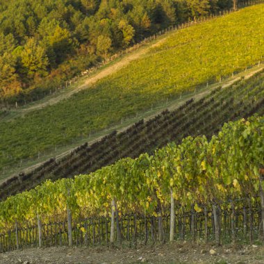 Üzüm bağları, Toskana, İtalya'nın doğal görünümü