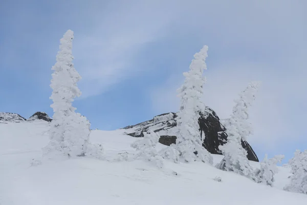 Alberi Ghiacciati Sulle Montagne Innevate Inverno Whistler British Columbia Canada — Foto Stock