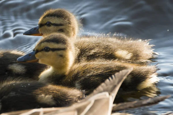 Close-up of ducklings swimming in the lake, Lake of The Woods, Ontario, Canada