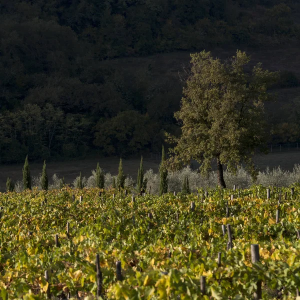 Scenic View Vineyard Radda Chianti Tuscany Italy — Stock Photo, Image