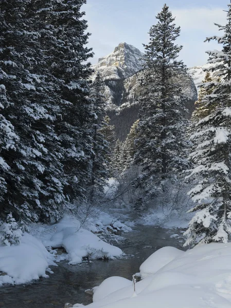 Ρεύμα Που Ρέει Στο Χιονισμένο Δάσος Λίμνη Λουίζ Εθνικό Πάρκο — Φωτογραφία Αρχείου