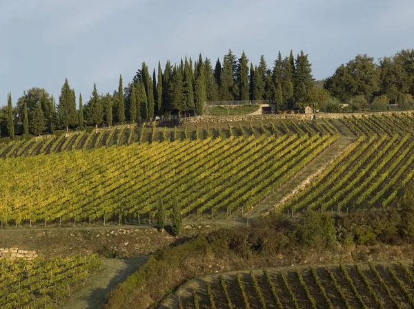 Malerischer Blick Auf Weinberge Toskana Italien — Stockfoto