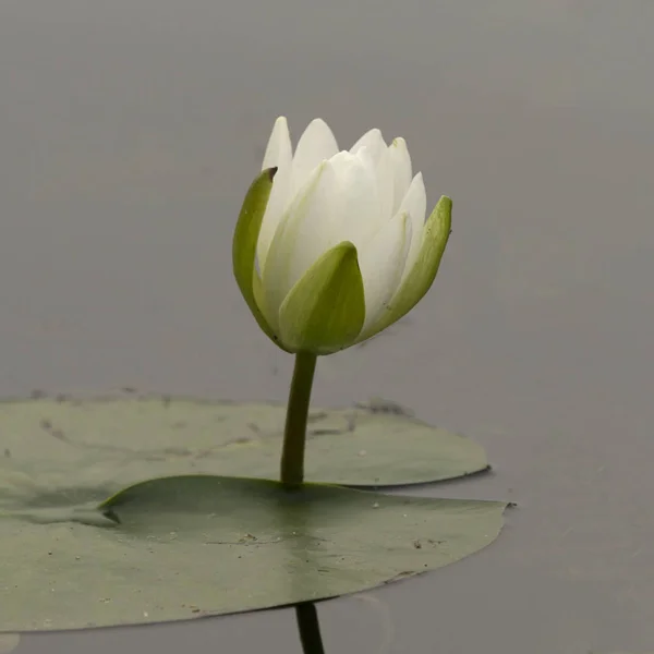 Primer Plano Una Flor Lirio Agua Kenora Lake Woods Ontario — Foto de Stock