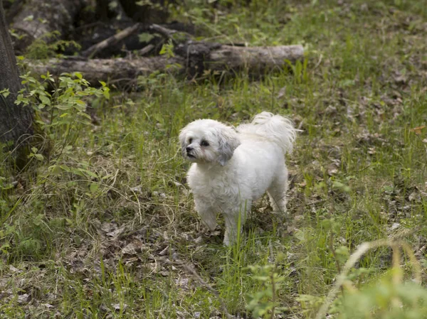 White Zuchon Puppy Lake Woods Ontario Canada — Stock Photo, Image