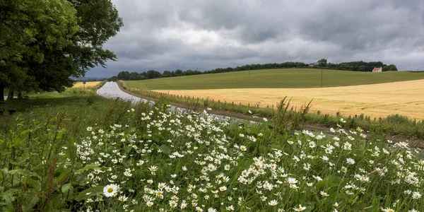 Blühende Wildblumen Der Landstraße Landwirtschaftlicher Landschaft Auchtermuchty Fife Scotland — Stockfoto