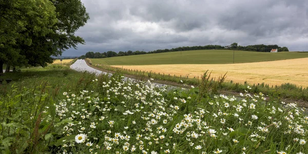 Flores Silvestres Flor Por Carretera Rural Paisaje Agrícola Auchtermuchty Fife — Foto de Stock