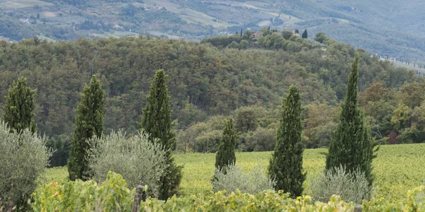 バレー ラッダ キアンティ トスカーナ イタリアでブドウ畑の空撮 — ストック写真