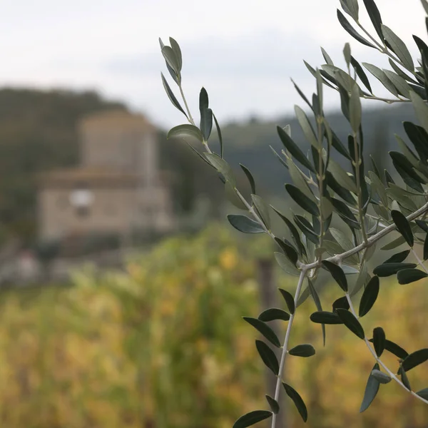 Close Planta Fazenda Radda Chianti Toscana Itália — Fotografia de Stock