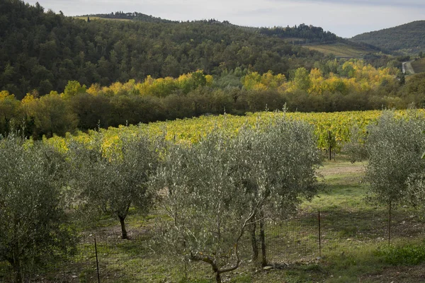 Vista Panorâmica Pequenas Árvores Que Crescem Vinha Gaiole Chianti Toscana — Fotografia de Stock