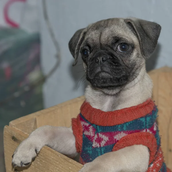 Close Pug Dog Wearing Sweater San Miguel Allende Guanajuato Mexico — Stock Photo, Image