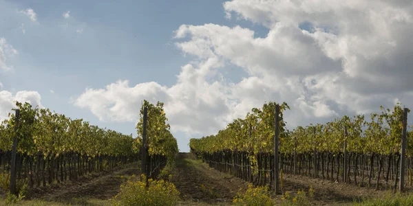 Scenic View Vineyards Tuscany Italy — Stock Photo, Image