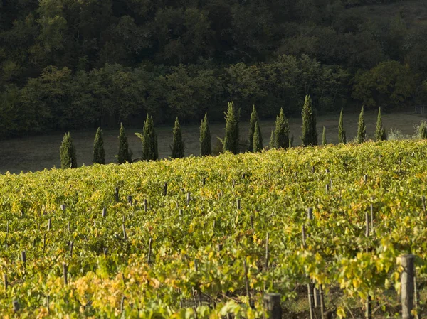 Перегляд Виноградні Лози Винограднику Тоскана Італія — стокове фото