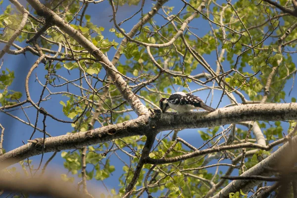 Pássaro Galho Árvore Contra Céu Azul — Fotografia de Stock
