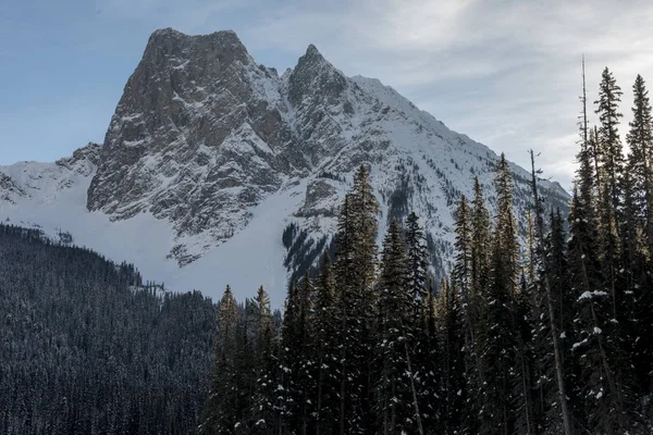 Заснеженные Деревья Горой Зимой Филд Британская Колумбия Канада — стоковое фото