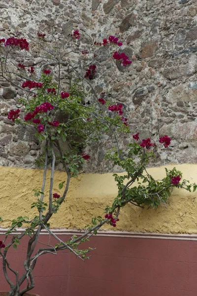 Close-up of flowering plant by a wall, San Miguel de Allende, Guanajuato, Mexico