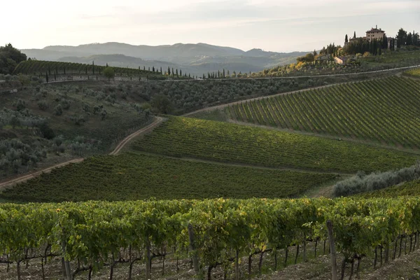 Vista Panorâmica Das Vinhas Vale Radda Chianti Toscana Itália — Fotografia de Stock