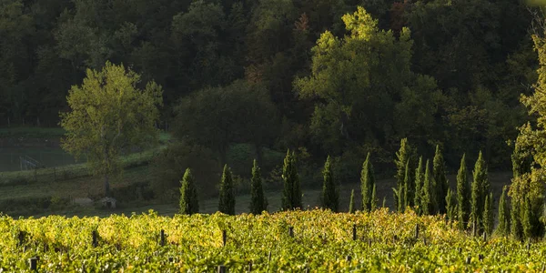 Scenic View Vineyards Valley Radda Chianti Tuscany Italy — Stock Photo, Image