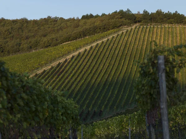 Scenic View Vineyards Tuscany Italy — Stock Photo, Image