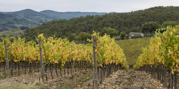 Scenic View Vineyard Radda Chianti Tuscany Italy — Stock Photo, Image