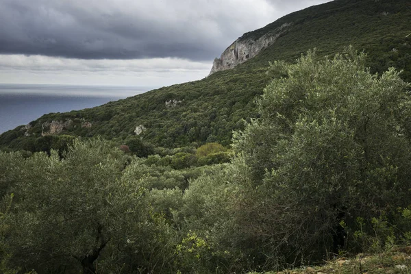 View Trees Hillside Skiathos Kastro Greece — Stock Photo, Image